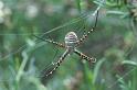 Argiope_trifasciata_D3262_Z_78_Valle Gran Rey_Spanje